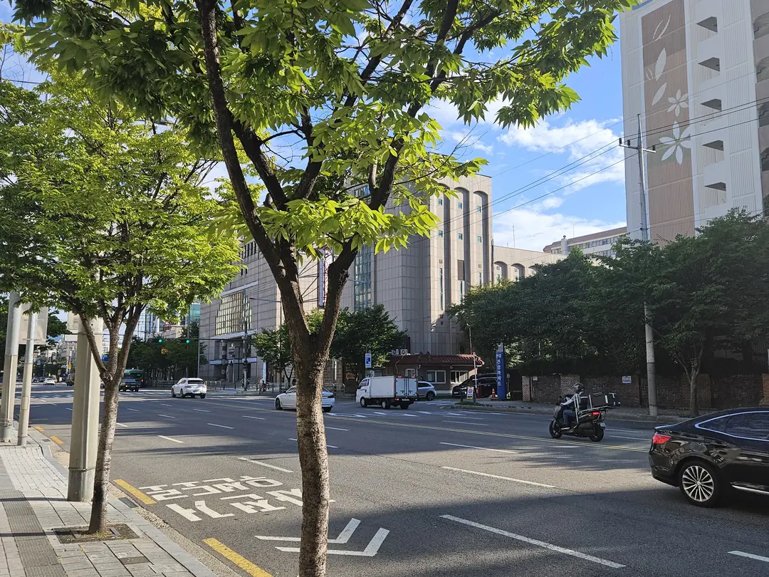 신길동 가로수철거 철거 전